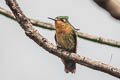 Tyrian Metaltail Metallura tyrianthina districta