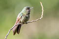 Tyrian Metaltail Metallura tyrianthina districta