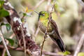 Tyrian Metaltail Metallura tyrianthina tyrianthina