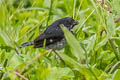 Variable Seedeater Sporophila corvina ophthalmica