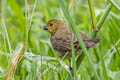 Variable Seedeater Sporophila corvina ophthalmica