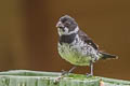 Variable Seedeater Sporophila corvina ophthalmica