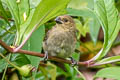 Variable Seedeater Sporophila corvina ophthalmica