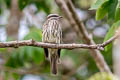 Variegated Flycatcher Empidonomus varius rufinus