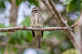 Variegated Flycatcher Empidonomus varius rufinus