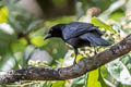 Velvet-fronted Grackle Lampropsar tanagrinus guianensis