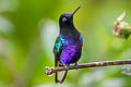 Velvet-purple Coronet Boissonneaua jardini