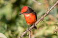 Vermilion Flycatcher Pyrocephalus obscurus saturatus