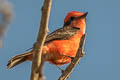 Vermilion Flycatcher Pyrocephalus obscurus saturatus