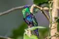 Violet-crowned Woodnymph Thalurania colombica colombica