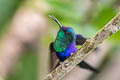 Violet-crowned Woodnymph Thalurania colombica colombica