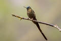 Violet-tailed Sylph Aglaiocercus coelestis coelestis