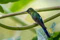 Violet-tailed Sylph Aglaiocercus coelestis coelestis