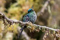 Violet-tailed Sylph Aglaiocercus coelestis coelestis