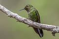 Viridian Metaltail Metallura williami williami