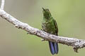 Viridian Metaltail Metallura williami williami