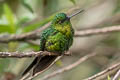 Viridian Metaltail Metallura williami williami