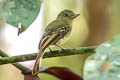 Olivaceous Flatbill Rhynchocyclus aequinoctialis tamborensis