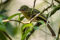 Olivaceous Flatbill Rhynchocyclus aequinoctialis tamborensis