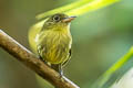 Olivaceous Flatbill Rhynchocyclus aequinoctialis tamborensis