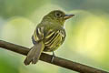 Olivaceous Flatbill Rhynchocyclus aequinoctialis tamborensis