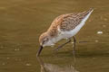 Western Sandpiper Calidris mauri