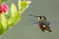 White-bellied Woodstar Chaetocercus mulsant