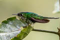 White-booted Racket-tail Ocreatus underwoodii incommodus