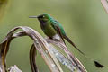 White-booted Racket-tail Ocreatus underwoodii incommodus