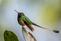 White-booted Racket-tail Ocreatus underwoodii incommodus