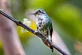 White-booted Racket-tail Ocreatus underwoodii incommodus