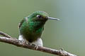 White-booted Racket-tail Ocreatus underwoodii incommodus