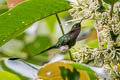 White-booted Racket-tail Ocreatus underwoodii incommodus