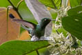 White-booted Racket-tail Ocreatus underwoodii incommodus