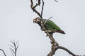 White-capped Parrot Pionus seniloides (Speckle-faced Parrot)