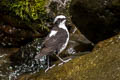 White-capped Dipper Cinclus leucocephalus rivularis