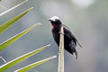 White-capped Tanager Sericossypha albocristata