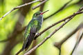 White-chinned Sapphire Chlorestes cyanuss viridiventris