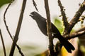 White-lined Tanager Tachyphonus rufus