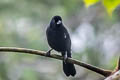 White-lined Tanager Tachyphonus rufus