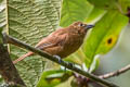 White-lined Tanager Tachyphonus rufus