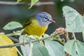 White-lored Warbler Myiothlypis conspicillata