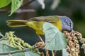 White-lored Warbler Myiothlypis conspicillata