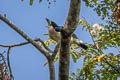 White-mantled Barbet Capito hypoleucus carrikeri