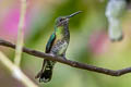 White-necked Jacobin Florisuga mellivora mellivora