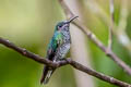 White-necked Jacobin Florisuga mellivora mellivora