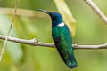 White-necked Jacobin Florisuga mellivora mellivora