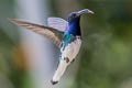 White-necked Jacobin Florisuga mellivora mellivora