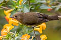 White-sided Flowerpiercer Diglossa albilatera albilatera