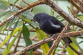 White-sided Flowerpiercer Diglossa albilatera albilatera